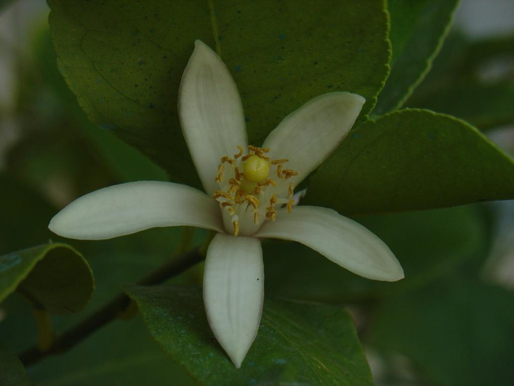 Primavera di Ottobre 10