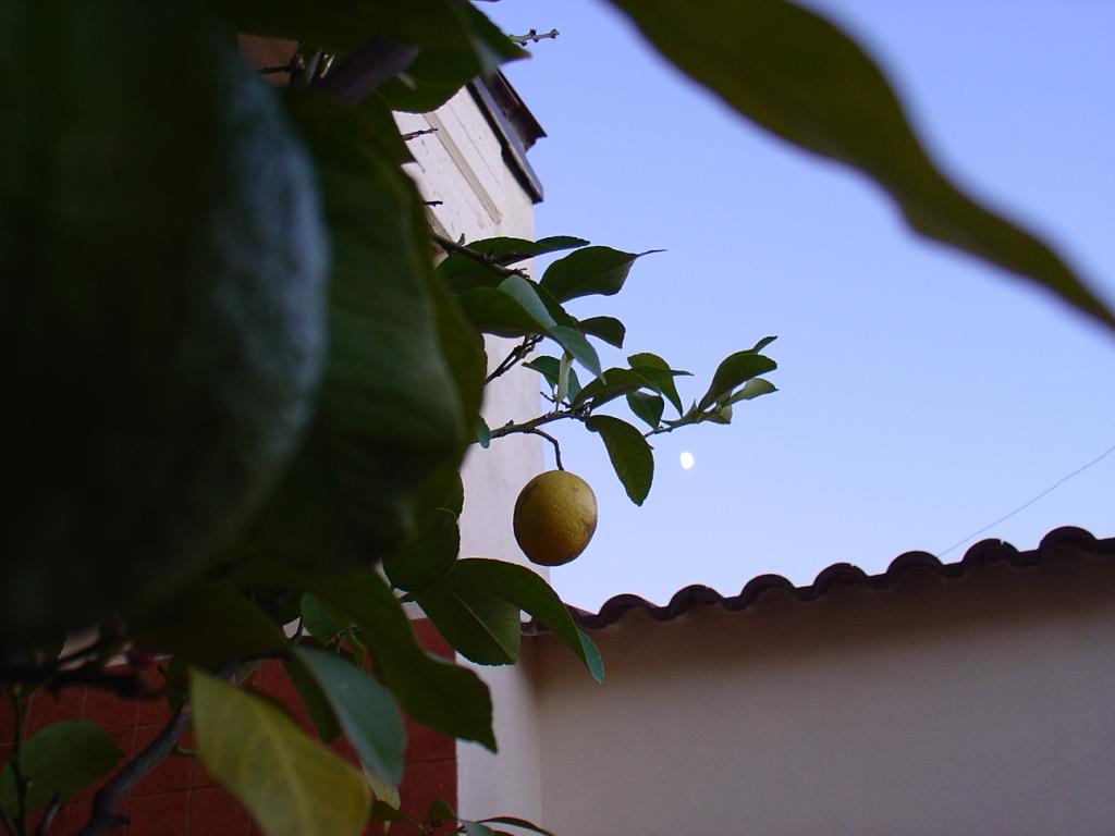 Limoni sulla luna