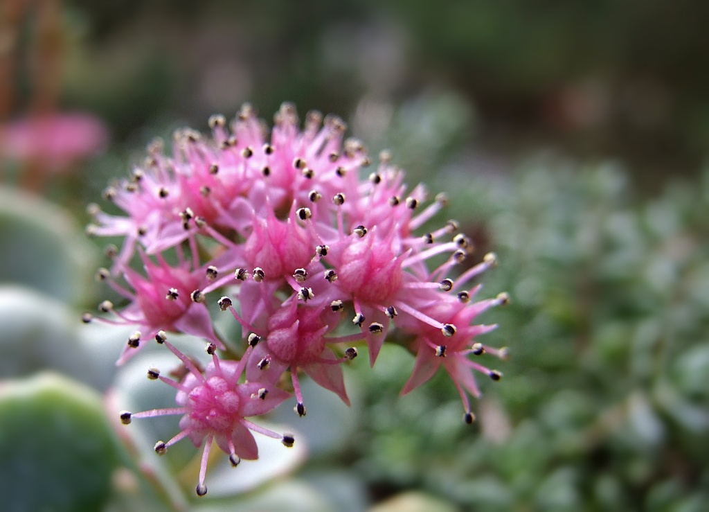 Bocconcini mignon per insetti golosi