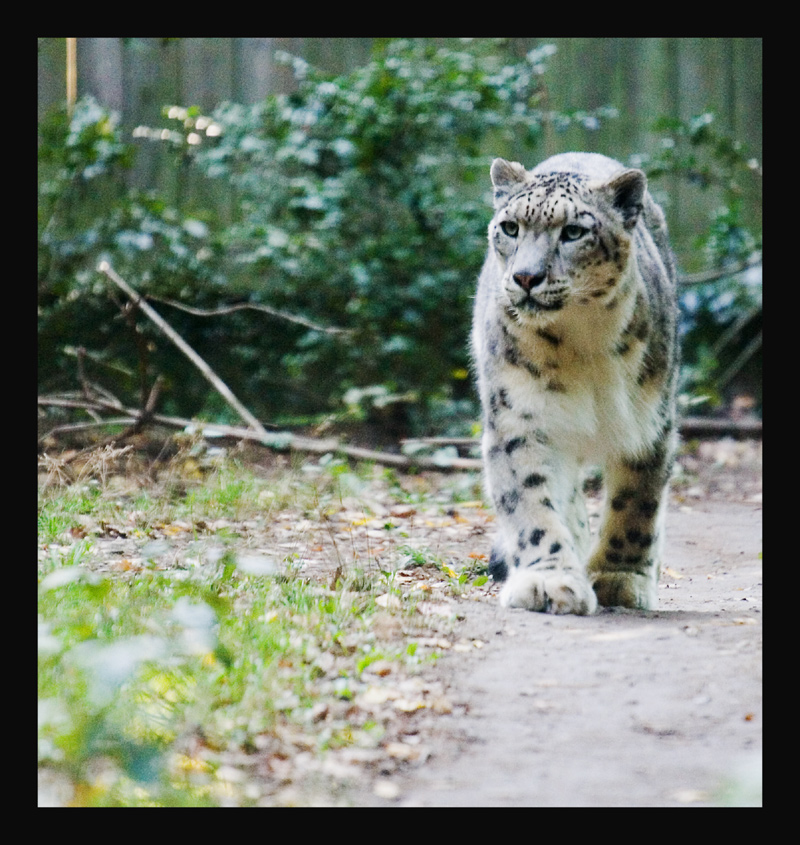 Leopardo delle Nevi 2