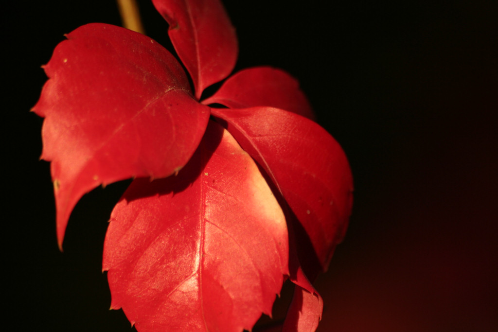 Primissio piano di un autunno che tarda a venire.