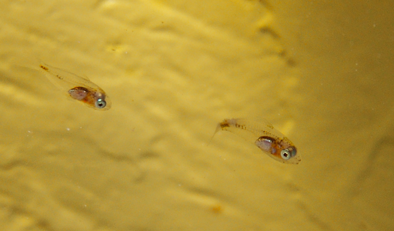 GIOVINCELLI AL LIMONE