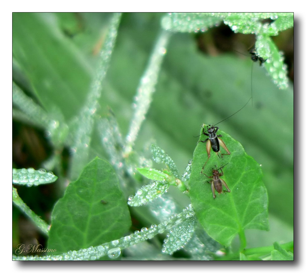 Il saluto � la prima cosa...