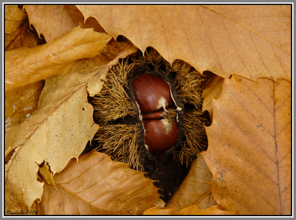 foglie&castagne