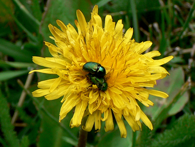 Sono un guardone !!!!!!!