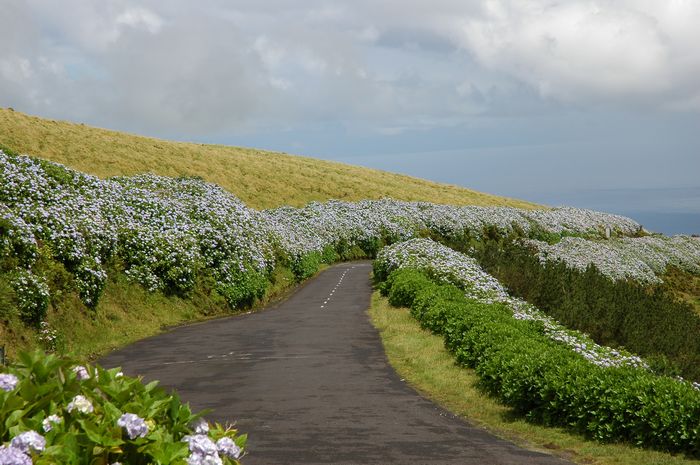 Strada di ortensie