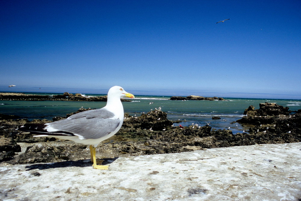 Gabbiano ambientato.