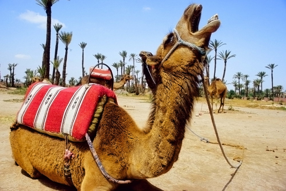 Dromedario al palmeto.