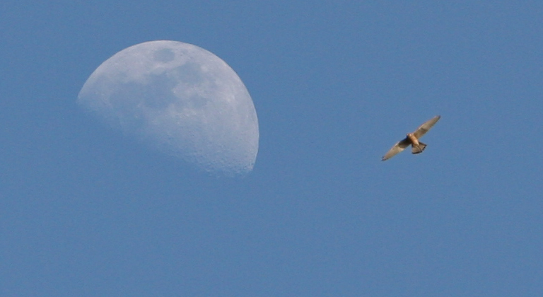 La luna e il gheppio