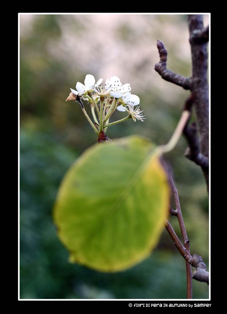FIORI DI PERO IN AUTUNNO?