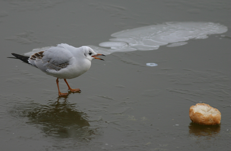 foto-fumetto "COLAZIONE SUL GHIACCIO" foto 11