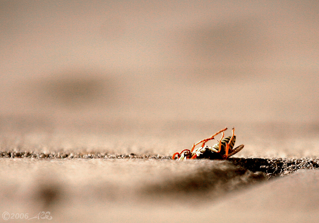 E' arrivato l'inverno e non ce l'ha fatta...