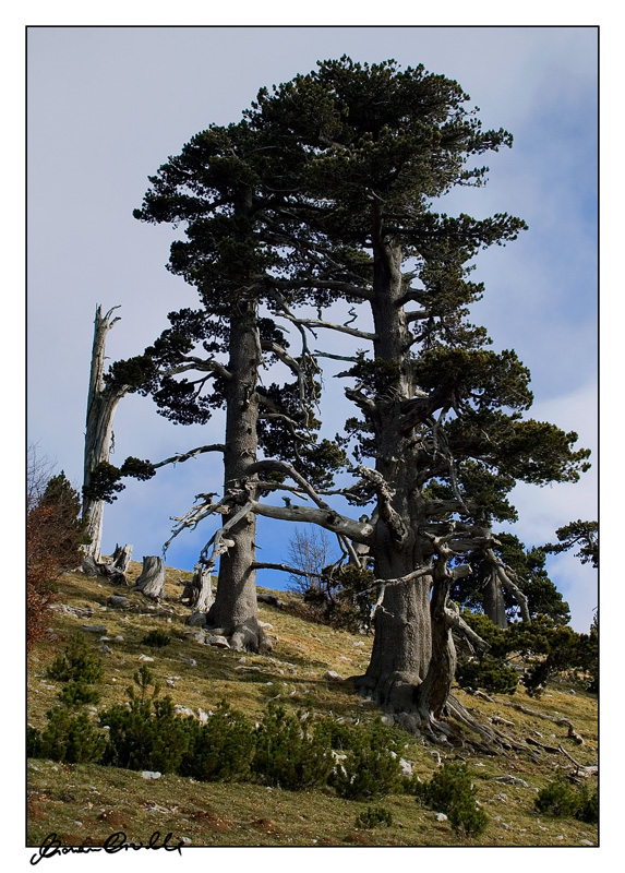 LUCANIA -Pini Loricati-