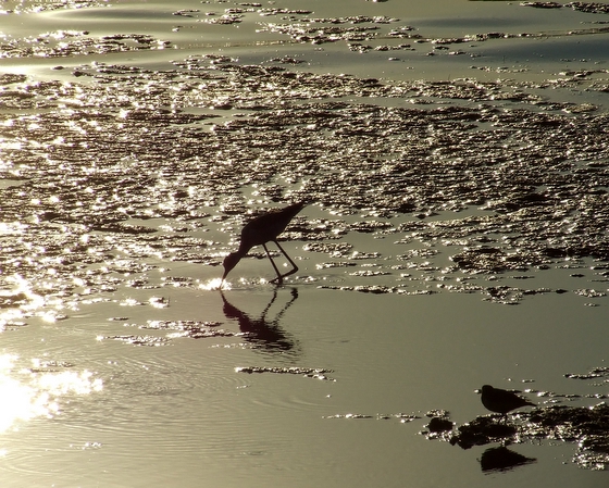 Il cavaliere cromato