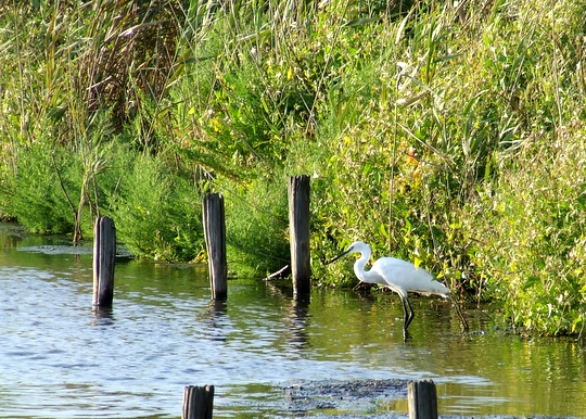 Garzetta    ....tra i pali
