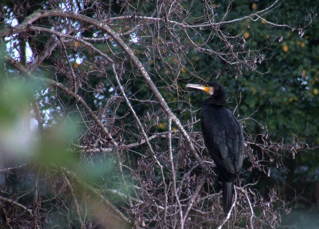 profilo sinistro.......