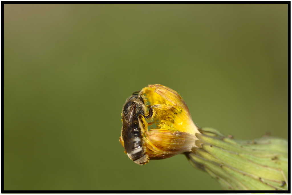 ...FIORE CARNIVORO...