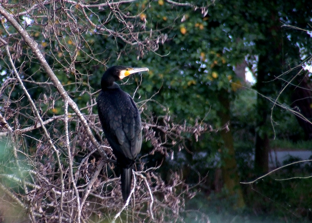 Cormorano