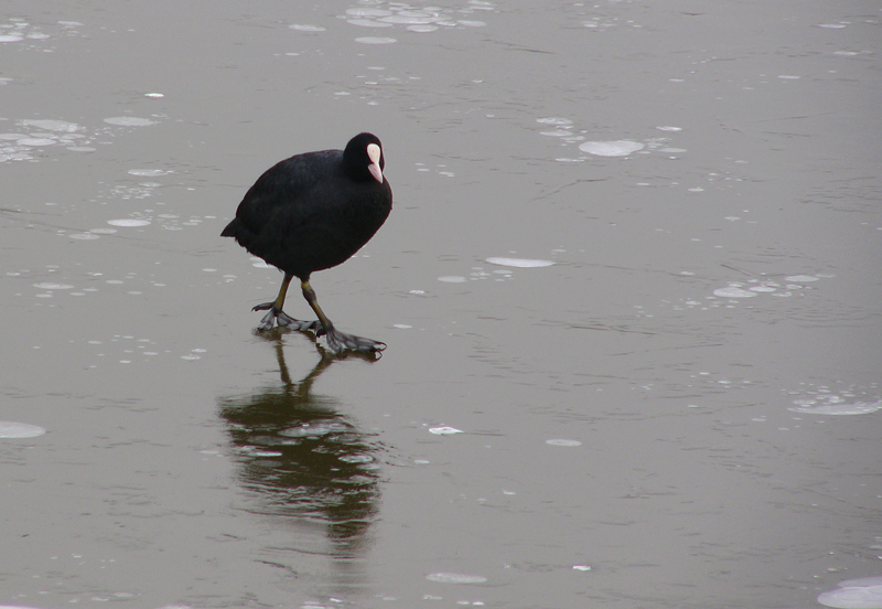 foto 12 foto-fumetto colazione sul ghiaccio