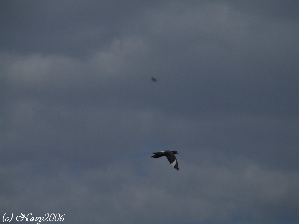 Pi� o meno come fa un piccione...