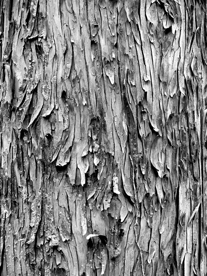 texture bark