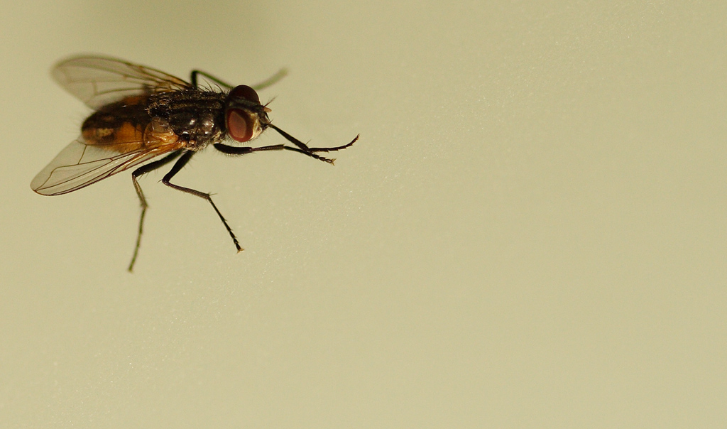 Arriiiiivvooooooo..........