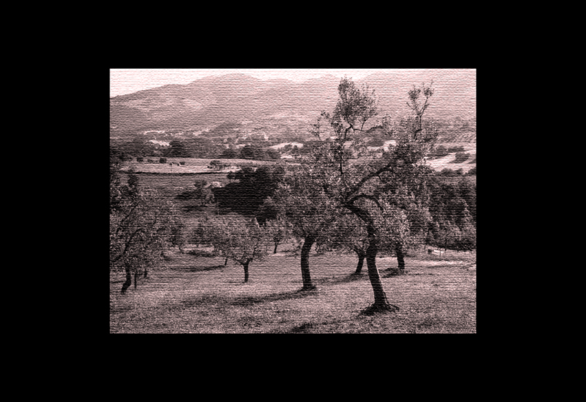 Paesaggio con ulivi della Sabina