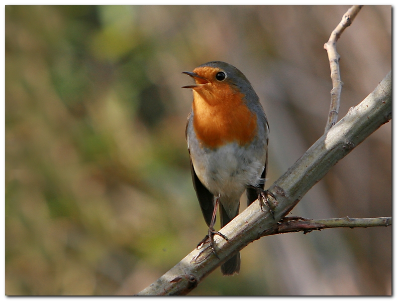 Lode al raggio di luce
