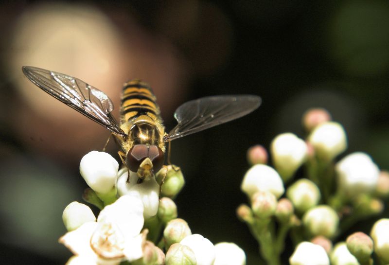 lul� � venuta a trovarmi!