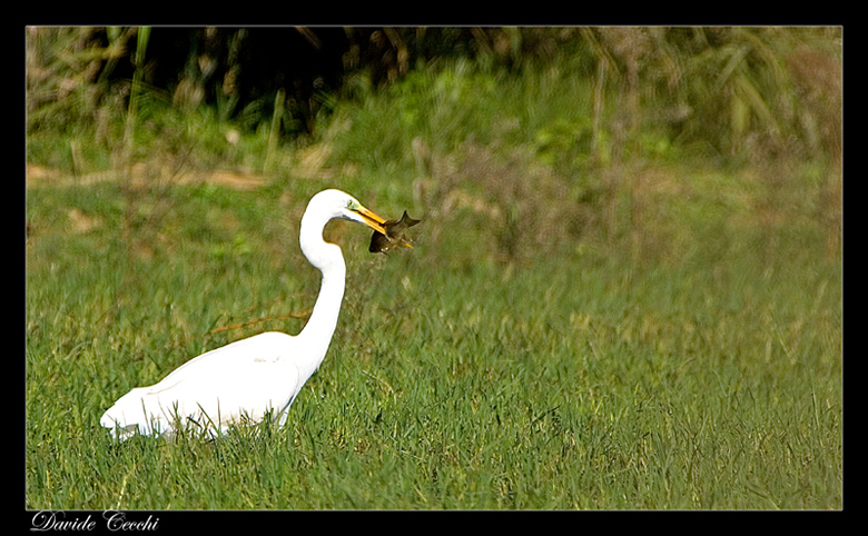 Lo schermidore bianco
