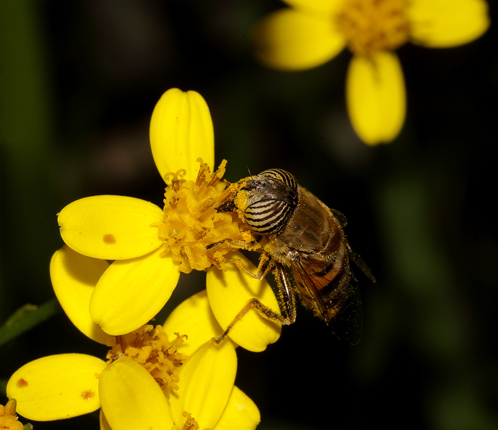 Eristalinus taeniops