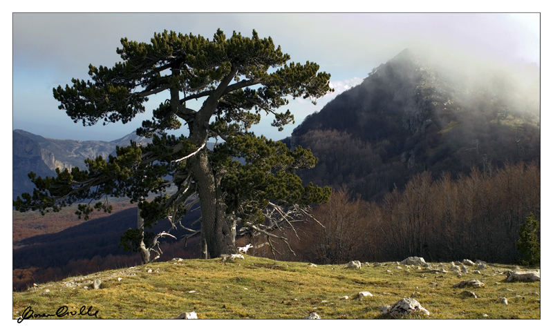 LUCANIA -Pini Loricati- 2