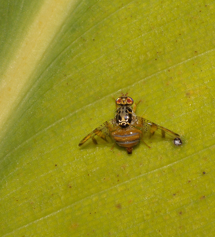 Ceratitis capitata