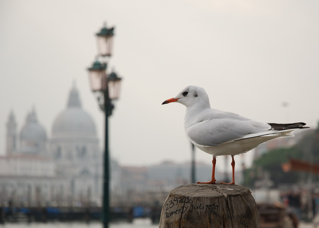 Romero y Juliyeta - Venezia