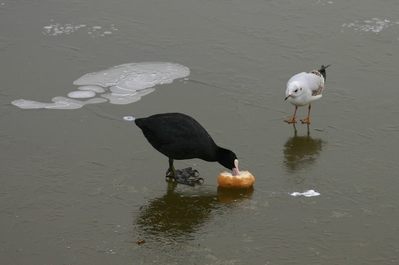 foto 14 del foto-fumuetto COLAZIONE SUL GHIACCIO