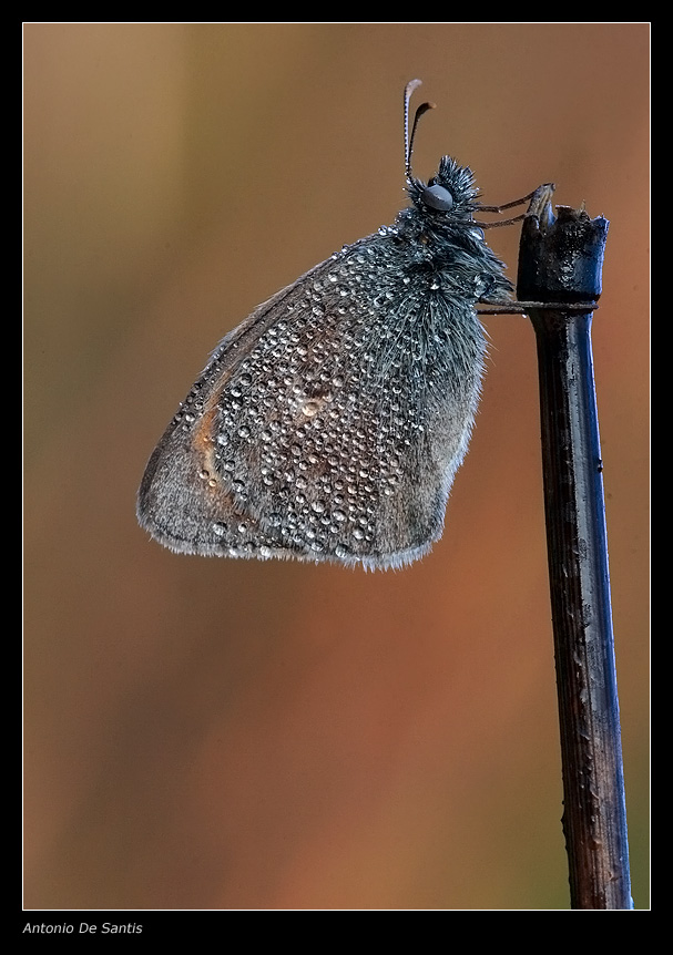 Satiride sullo stelo