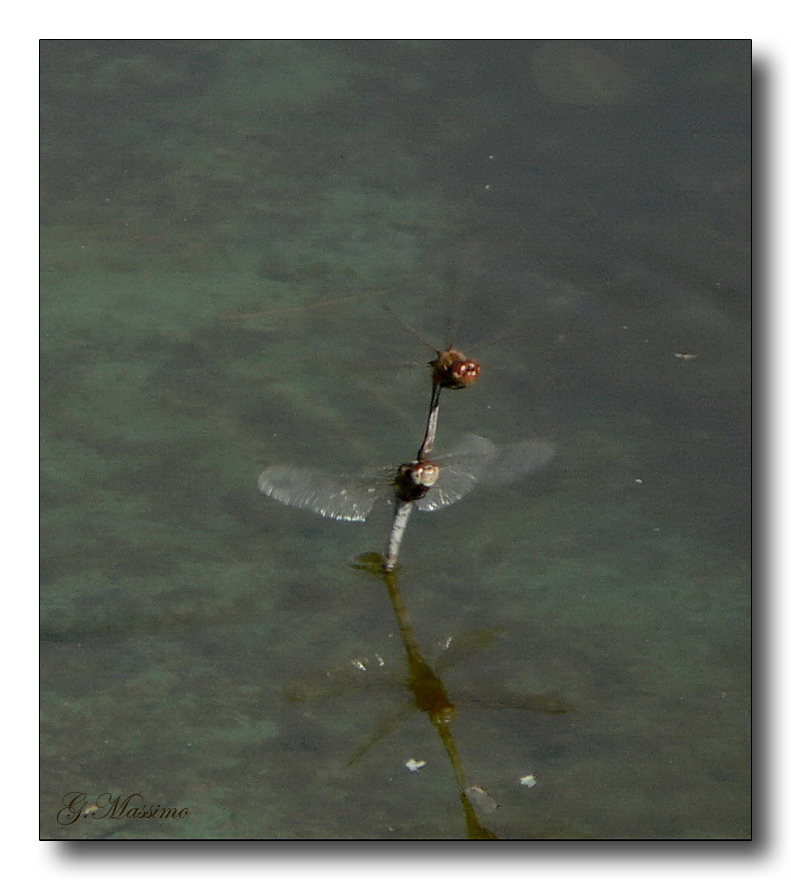 Deposizione uova in volo