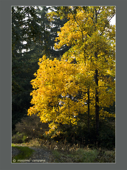 qualcuno ingiallisce