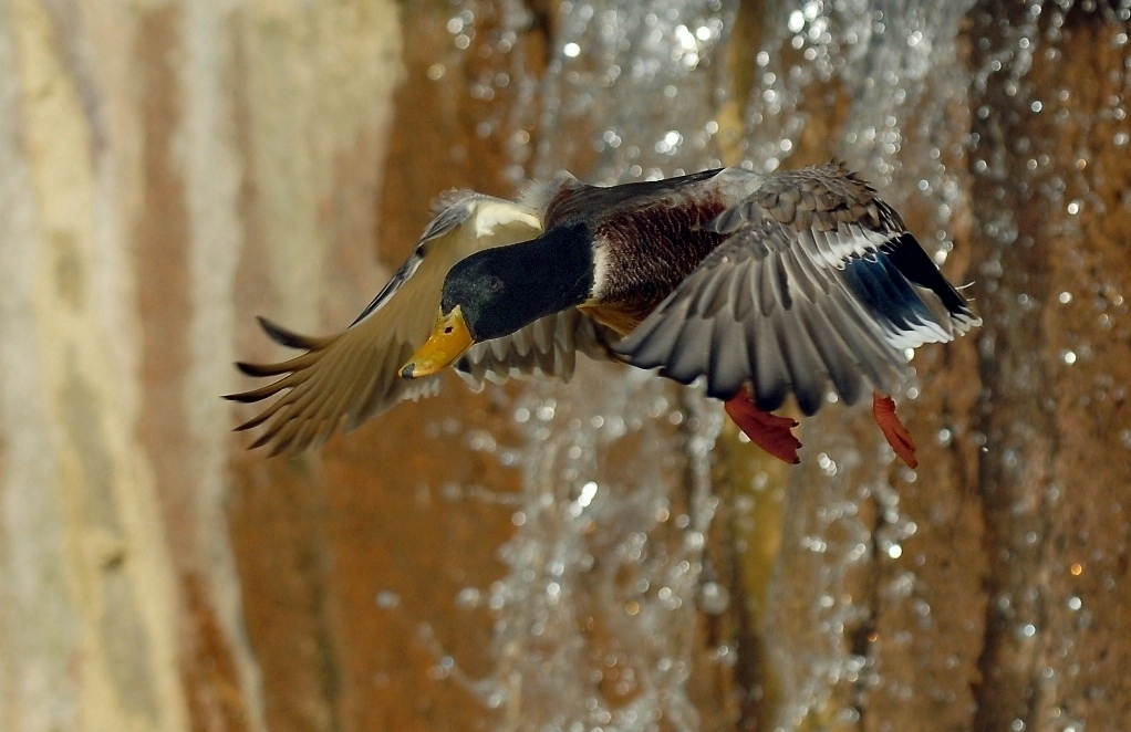 il germano e l'acqua