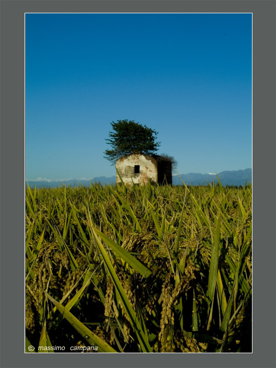 la casa dell'albero nella risaia