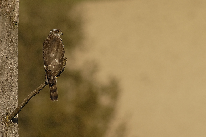Sparviere, femmina adulta