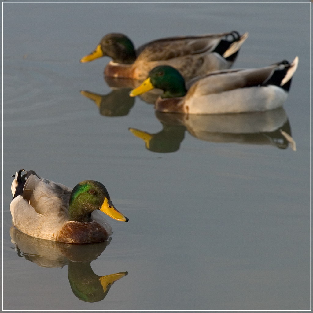 Tramonto in laguna...