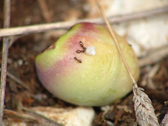 piccolo pranzo della domenica