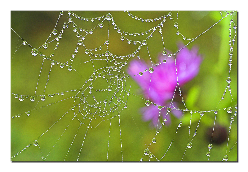 Fior di ragnatela