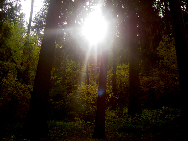 Bosco allo scoperto!!