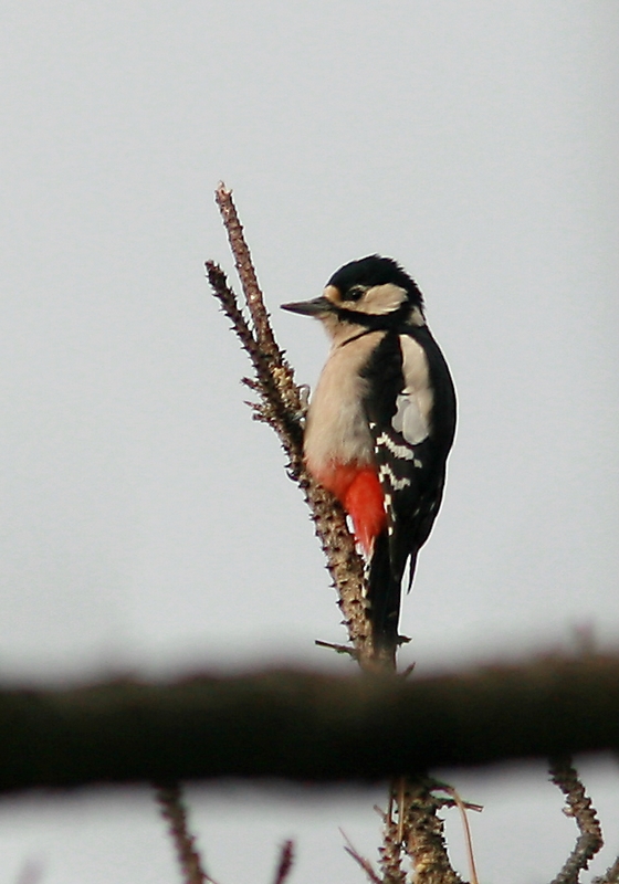 Picchio Rosso Maggiore Femmina
