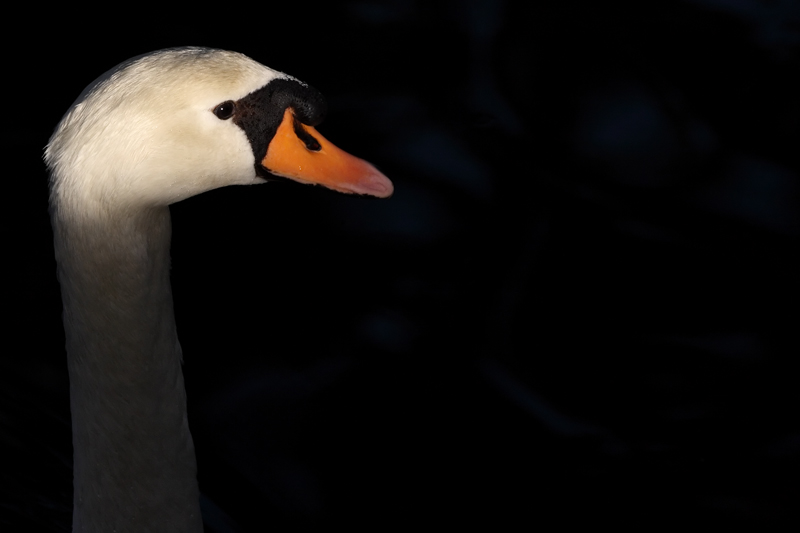 Cigno