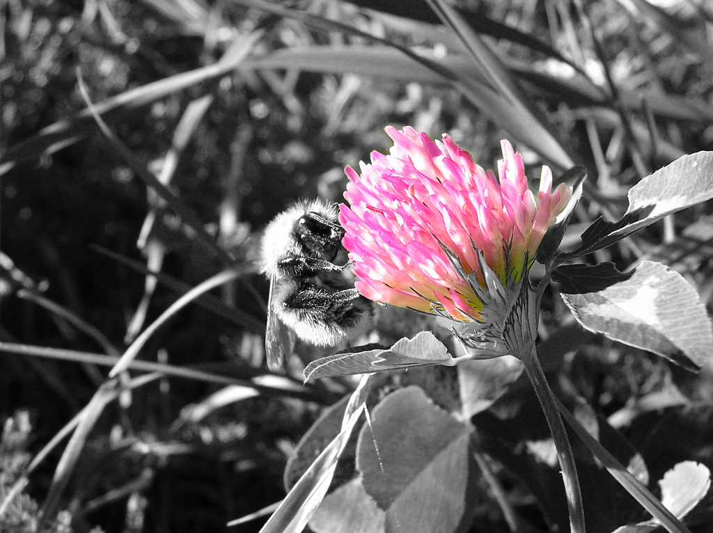 Inseguimento su commessa (xBB)