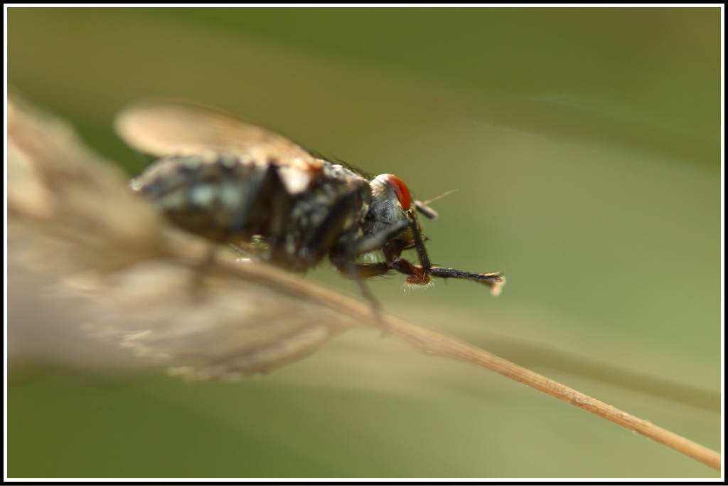 SULLA SCOPA DELLA STREGA