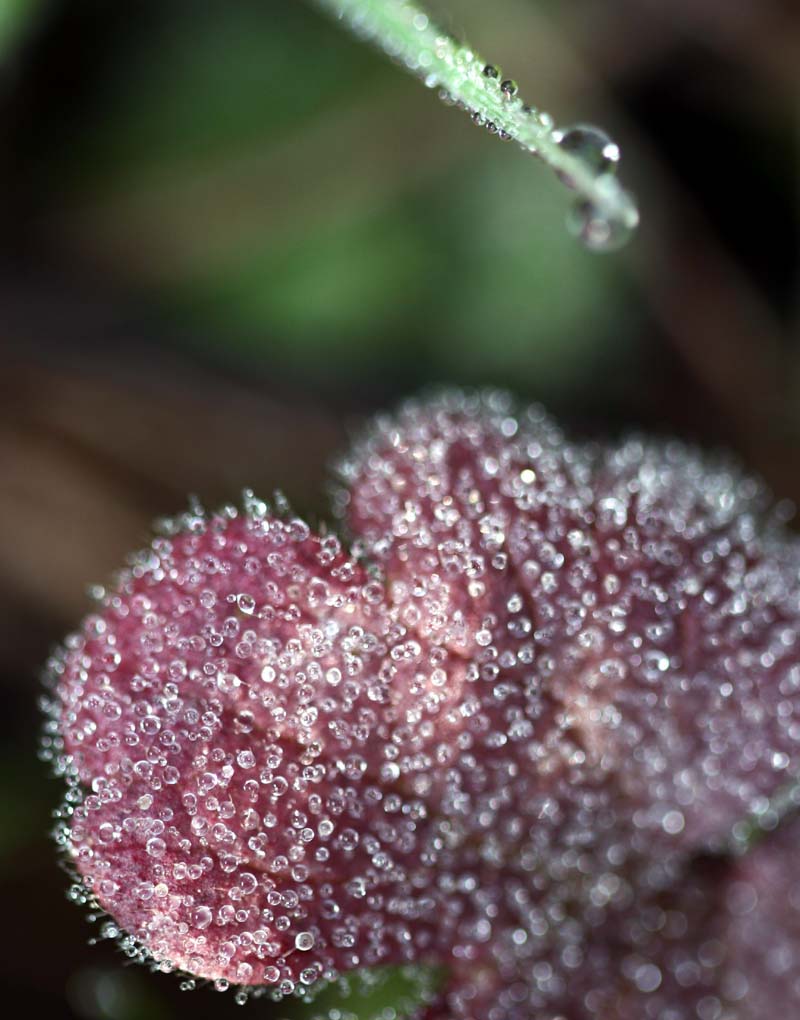 gocce d' acqua " a fuoco"